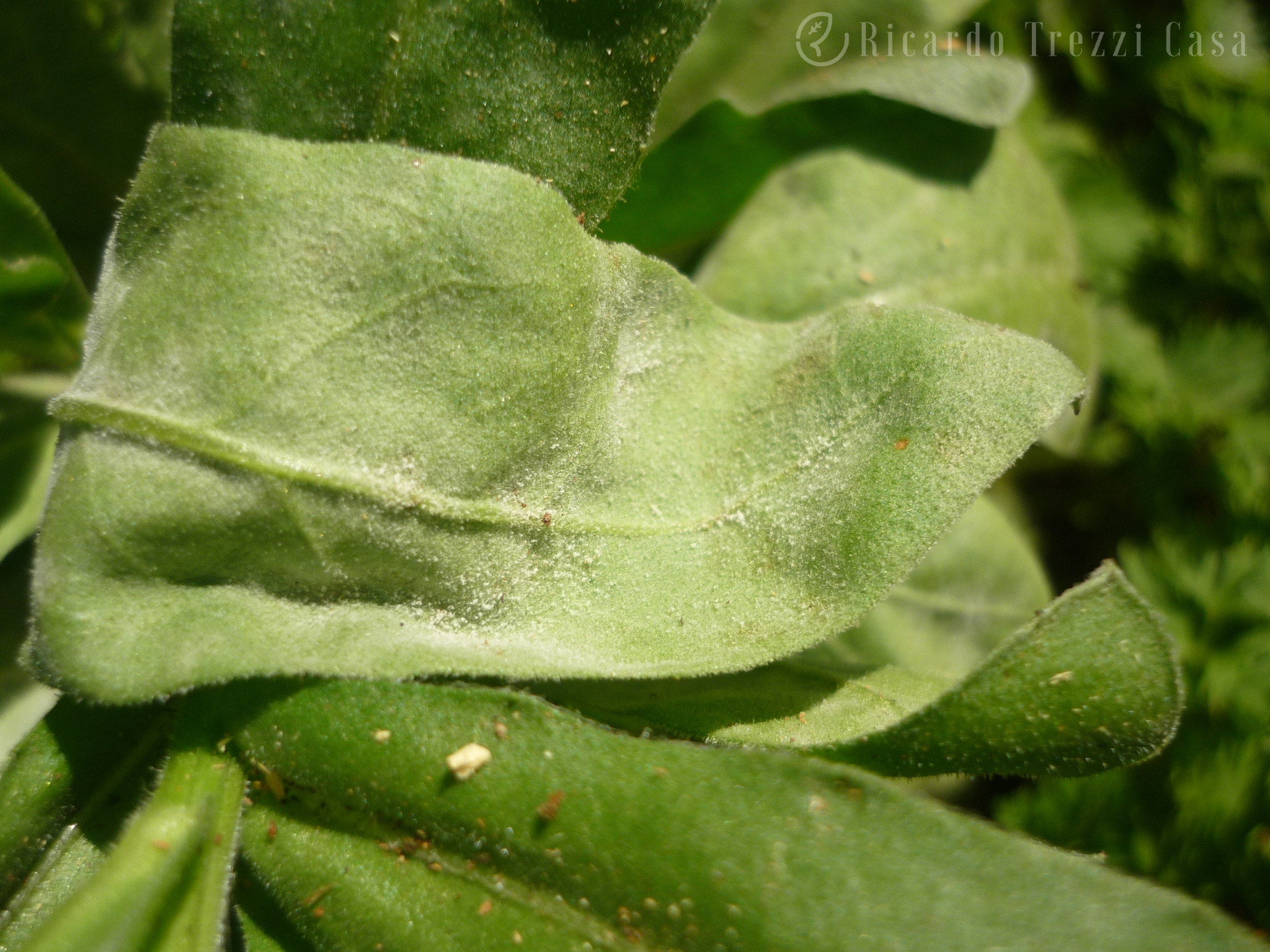 Powdery mildew